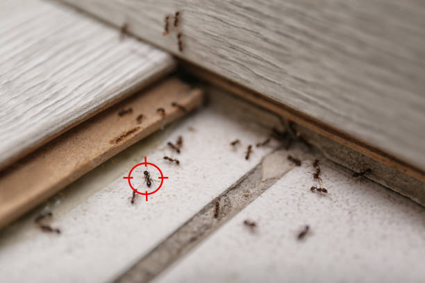Best Pest Prevention Services  in Hopwood, PA