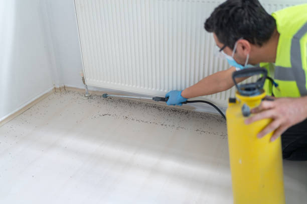 Best Termite Control Services  in Hopwood, PA