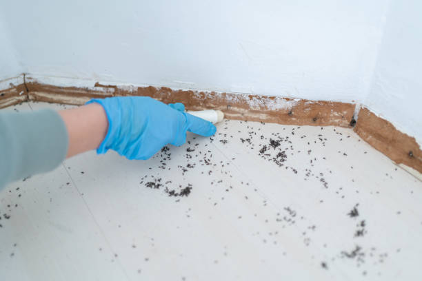 Best Pest Control for Restaurants  in Hopwood, PA